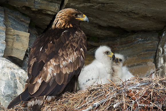 NMGE00966 - Golden Eagle