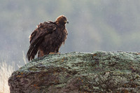 GE00006 - Golden Eagle