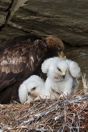 NMGE01027 - Golden Eagle