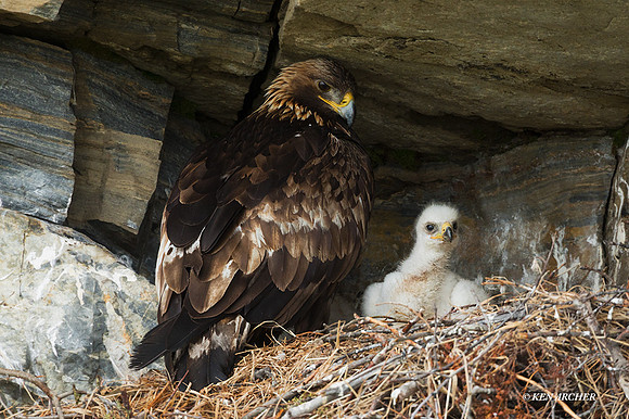 GE100132 - Golden Eagle