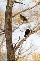 GE00113 - Golden Eagle