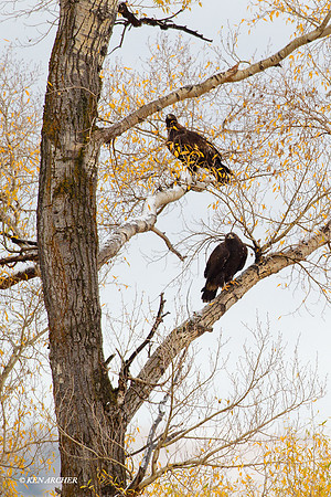GE00113 - Golden Eagle