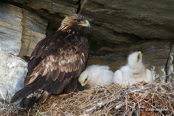 NMGE00653 - Golden Eagle