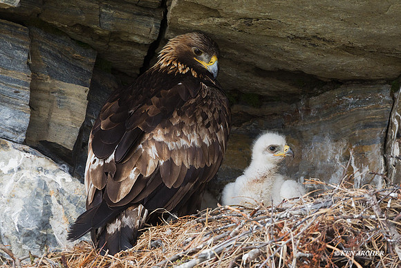 NMGE00499 - Golden Eagle