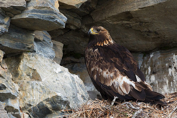 NMGE00165 - Golden Eagle