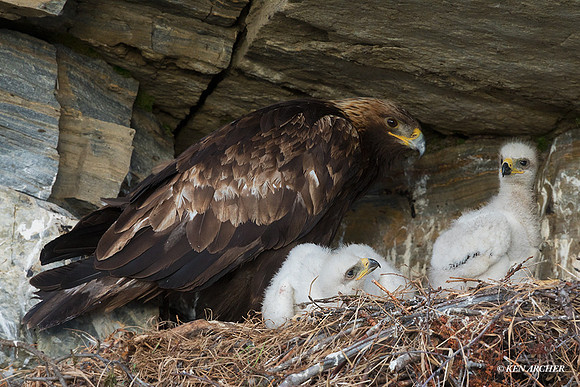 NMGE01040 - Golden Eagle