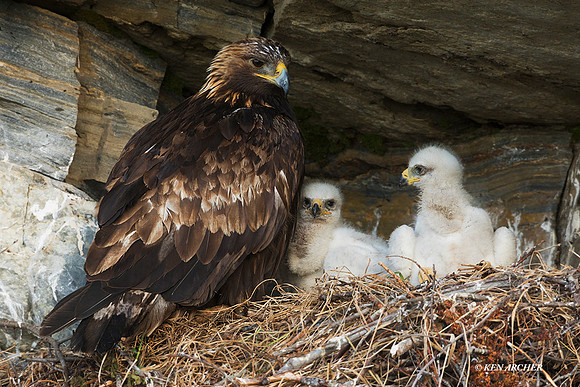 GE00133 - Golden Eagle