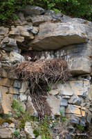 NMGE00228 - Golden Eagle