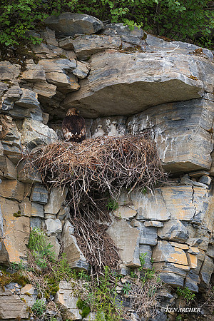 NMGE00228 - Golden Eagle