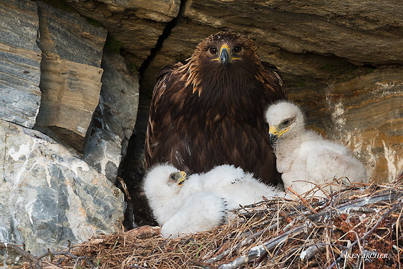 NMGE01252 - Golden Eagle