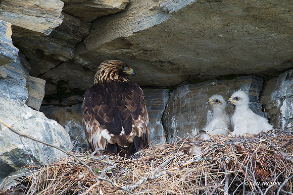 NMGE100250 - Golden Eagle
