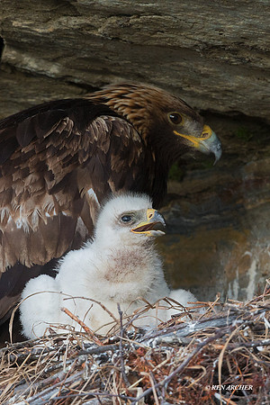 NMGE01087 - Golden Eagle