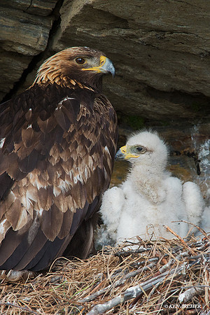 NMGE00952 - Golden Eagle