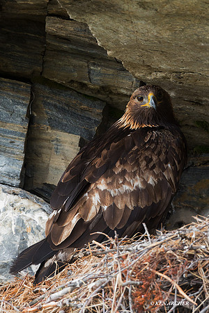NMGE00546 - Golden Eagle