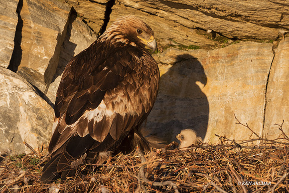 NMGE01478 _ Golden Eagle