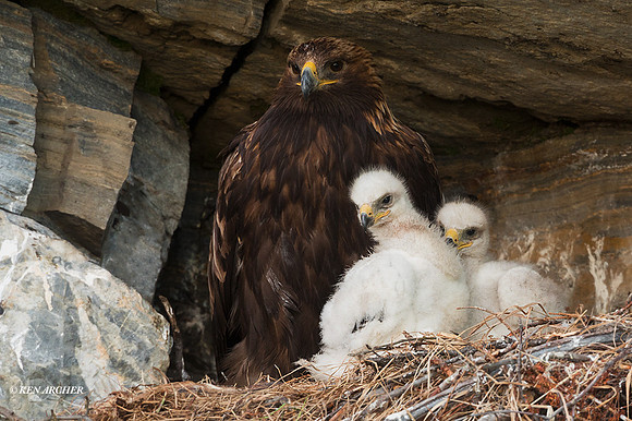 GE100135 - Golden Eagle