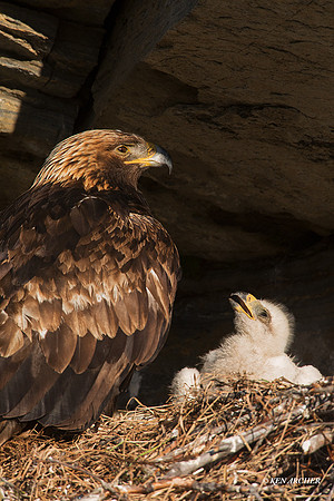 NMGE100841 - Golden Eagle