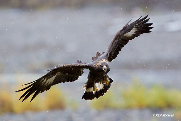 GE00078 Golden Eagle
