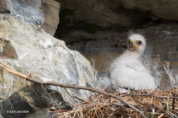 NMGE100622 - Golden Eagle