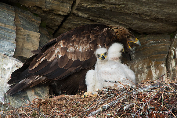 NMGE01008 - Golden Eagle