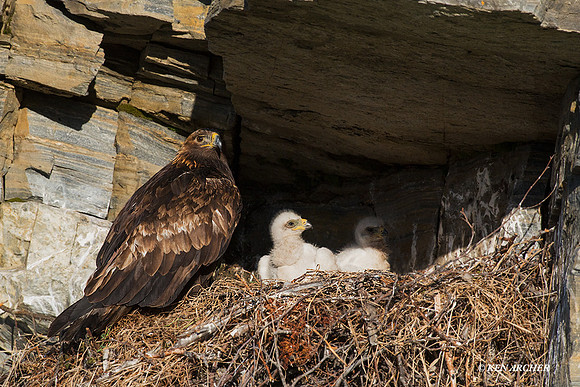 NMGE100714 - Golden Eagle