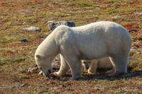 CHPB00789 - Polar Bear