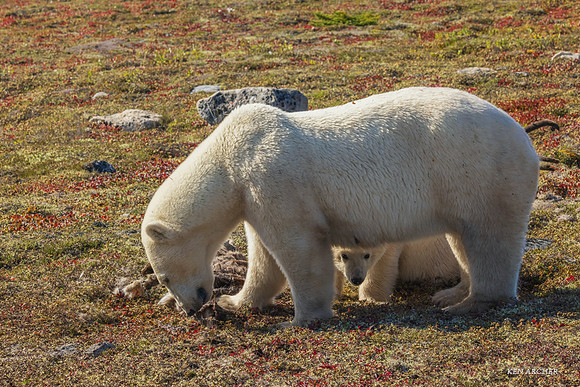 CHPB00789 - Polar Bear