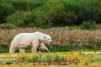 CHPB01109 - Polar Bear