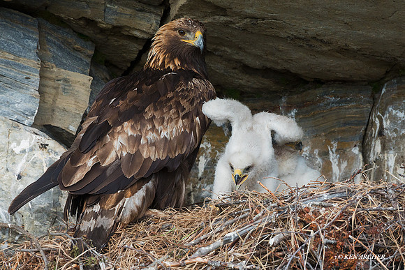 NMGE00957 - Golden Eagle