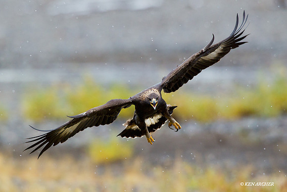 Golden Eagle - GE00079