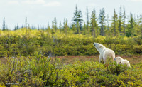 CHPB00530 - Polar Bear