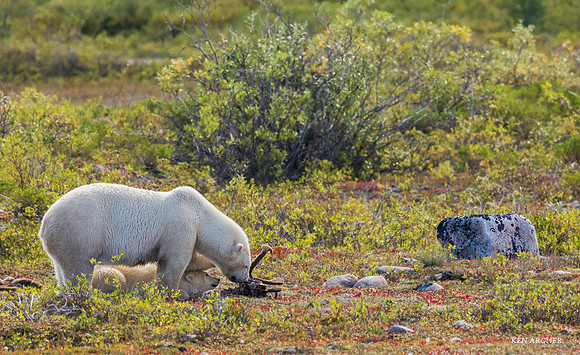 CHPB00582 - Polar Bear