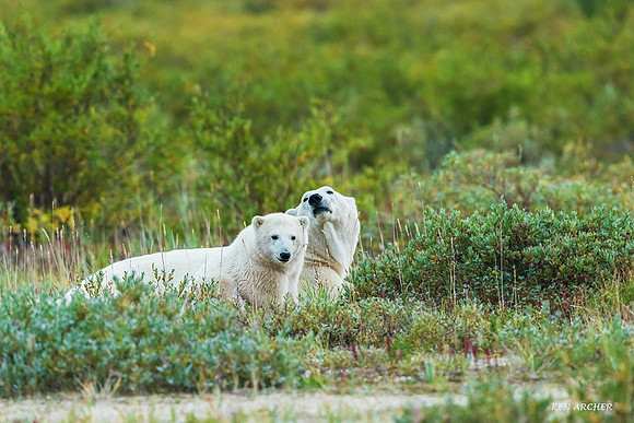CHPB01220 - Polar Bear