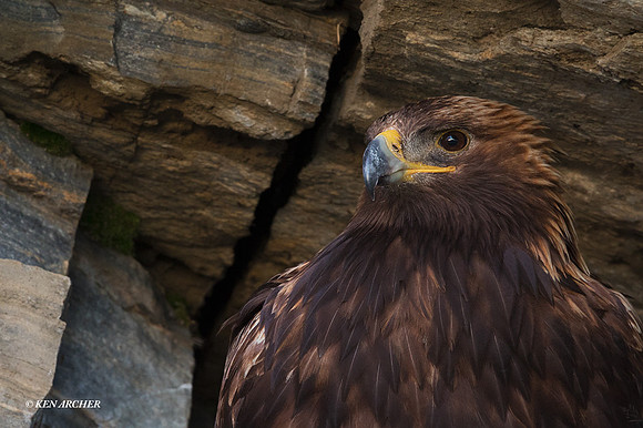 NMGE01282 - Golden Eagle