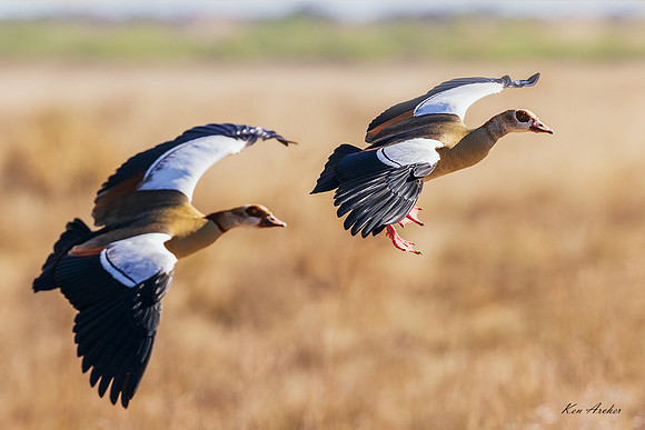 AFEG00018 - Egyptian Goose