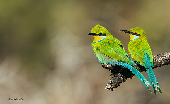 AFSB00226 - Swallow-tailed Bee-eater