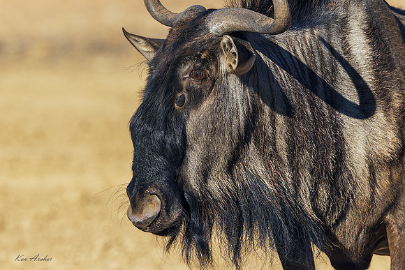 AFBW00090 - Blue Wildebeest
