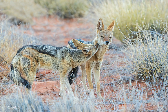 AFBJ00351 - Black-backed Jackal
