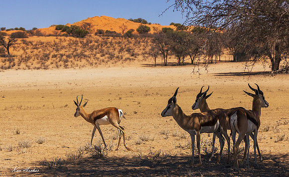 AFSP00097 - Springbok