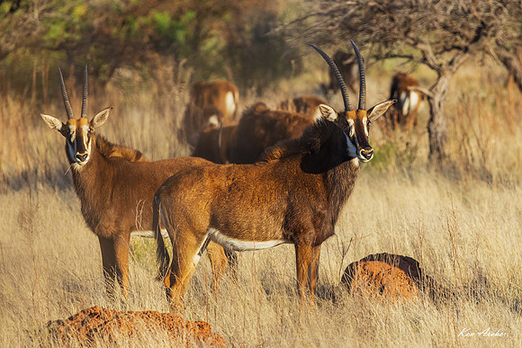 AFSA00161 - Sable Antelope