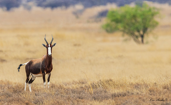 AFBK00036 _ Bontebok