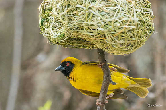 AFSW00214 - Southern Masked Weaver