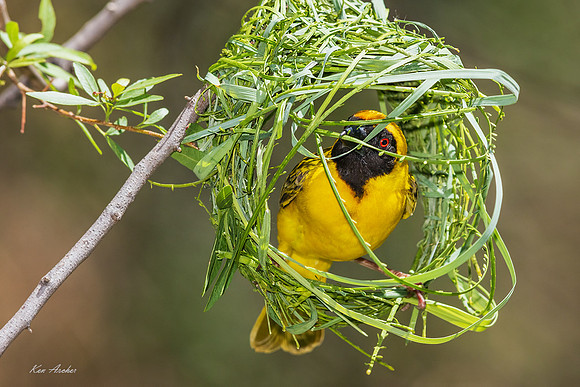AFSW00141 - Southern Masked Weaver