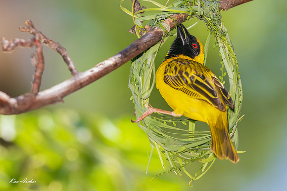AFSW00161 - Southern Masked Weaver