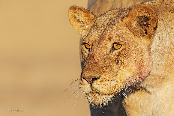 AFBL00210 - Black-maned Lion