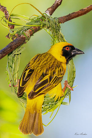 AFSW00165 - Southern Masked Weaver