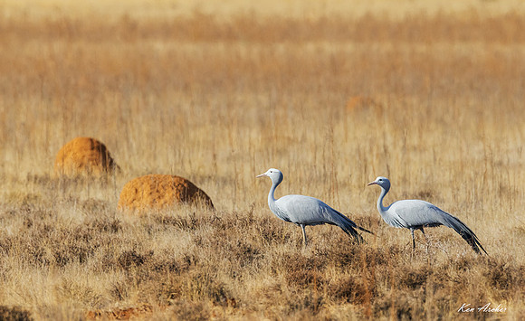AFBC00101 - Blue Crane