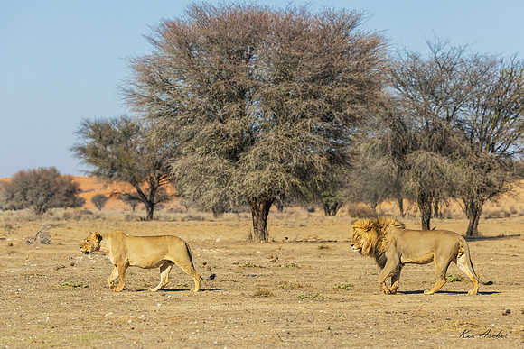 AFBL00487 - Black-maned Lion