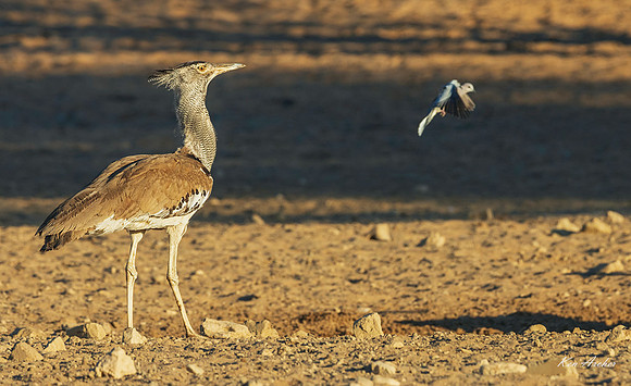 AFKB00007 - Kori Bustard