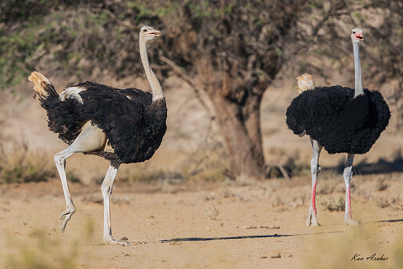 AFOH00017 - Ostrich